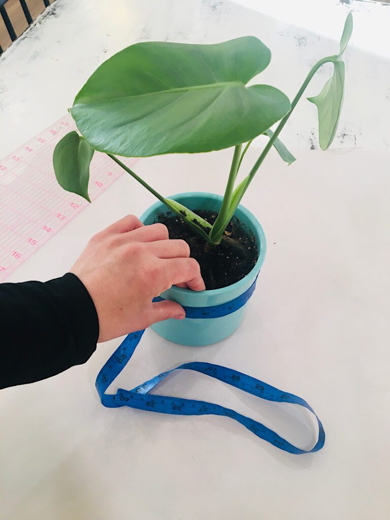 measuring a plant pot with a blue measuring tape